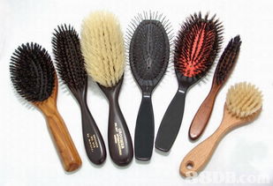 Academy of Modern Pet H.K. Ltd.: 全方位的宠物美容与健康解决方案